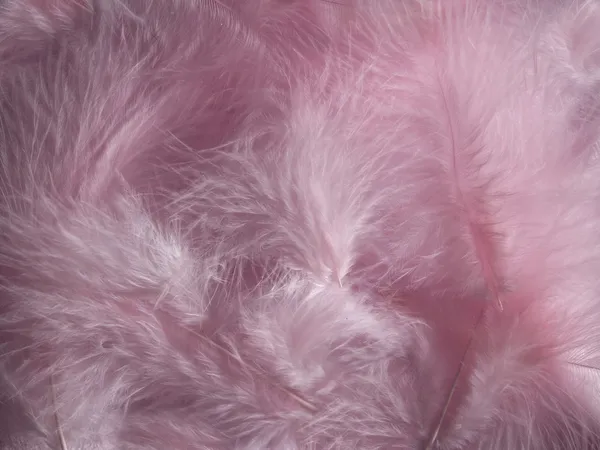 Розовые перья — стоковое фото