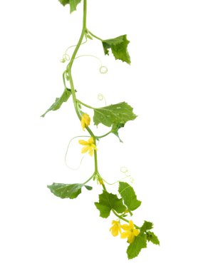 Cucumber vine clipart