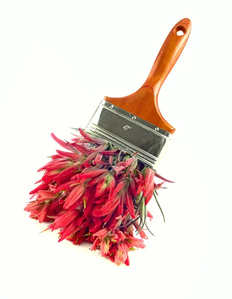 Red wildflower paintbrush — Stock Photo, Image