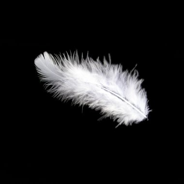 White feather on black clipart