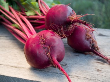 Fresh beets clipart