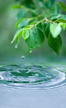 Water drop and wet leaves clipart