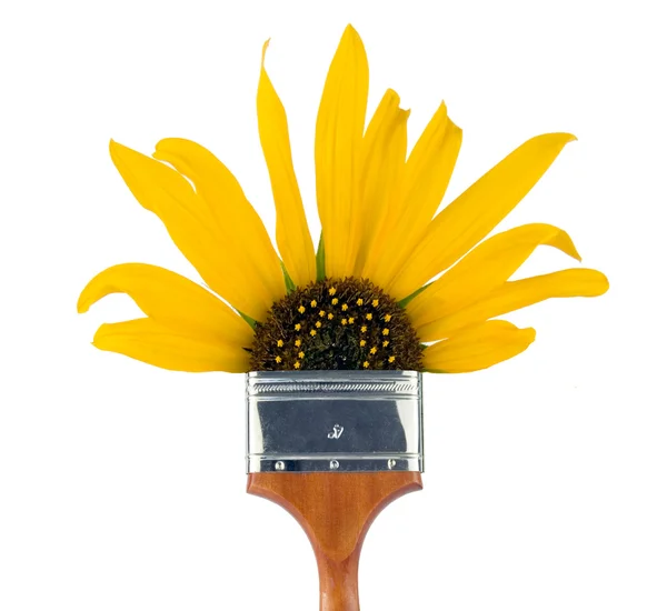 Sunflower paintbrush — Stock Photo, Image