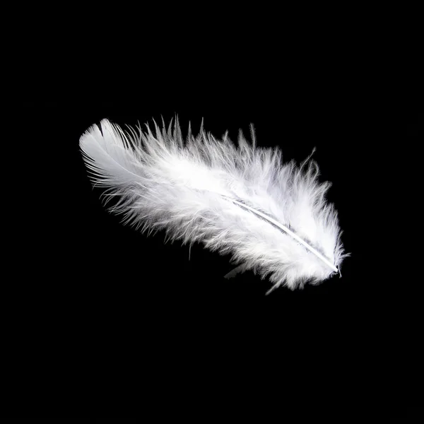 Stock image White feather on black