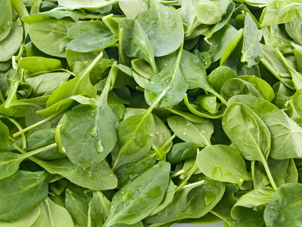 Perfect baby spinach greens — Stock Photo, Image