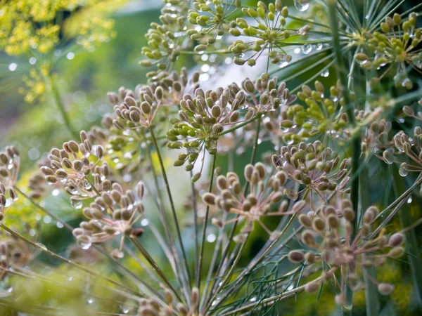 stock image Dill seeds