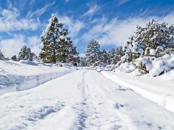 Winter forest road — Stock Photo, Image
