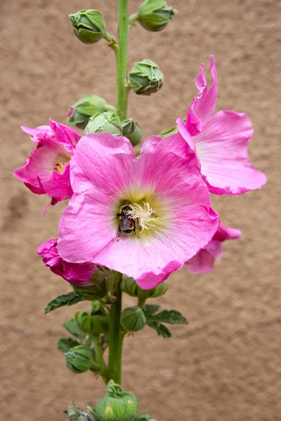 Hollyhock with a bee — Stock Photo, Image