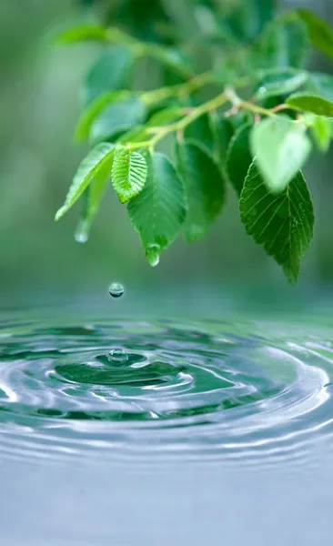 Water drop and wet leaves — Stock Photo, Image