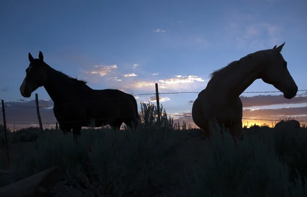 Koně v pastvinách při západu slunce — Stock fotografie