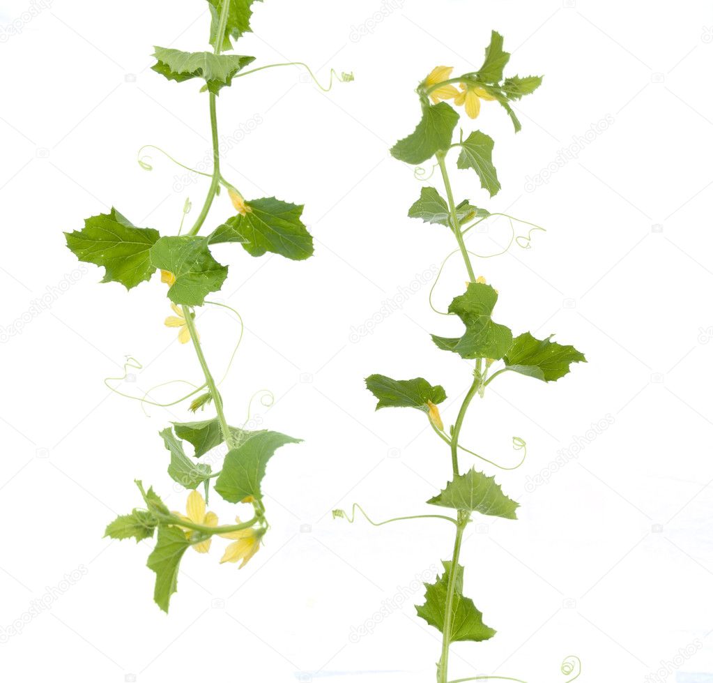 Cucumber vines