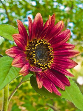 Red Sunflower, Helianthus annus clipart