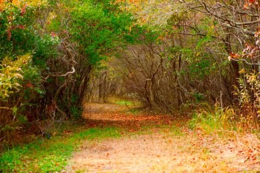 Autumn forest path clipart