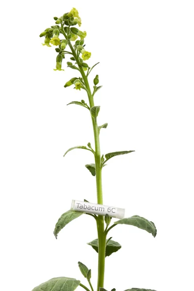 Pianta da tabacco con Tabacum medicina omeopatica — Foto Stock