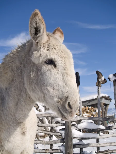 Winter Donkey — Stock Photo, Image
