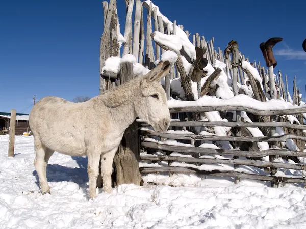 Winter ezel — Stockfoto