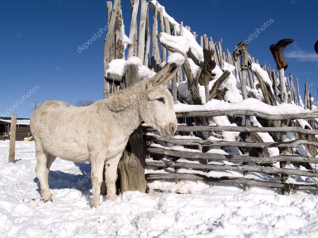 Winter Donkey