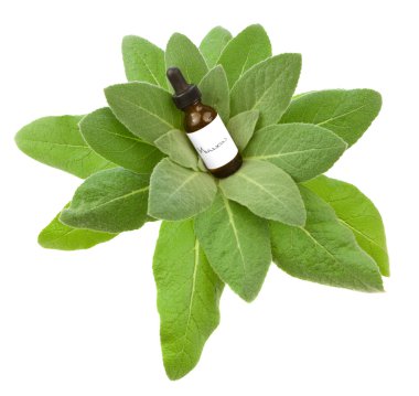 Mullein herbal tincture or oil clipart