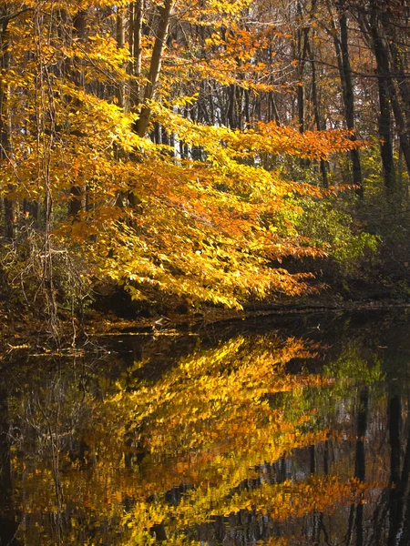 stock image Fall reflection