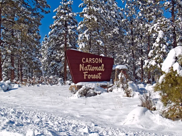 L'hiver dans la forêt nationale de Carson — Photo