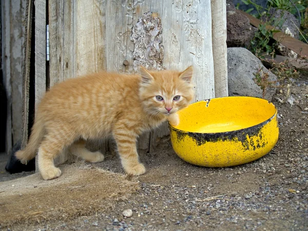 stock image Country kitten