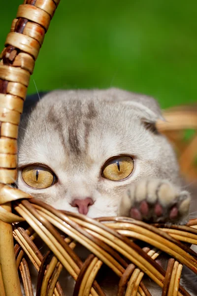 Söt liten katt på natur — Stockfoto