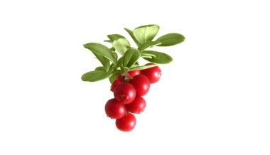 Branch cranberries on a white background clipart