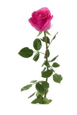 Rose on a white background clipart