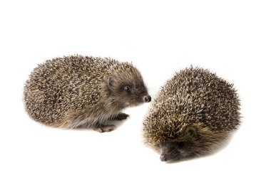 Two hedgehogs on a white background clipart
