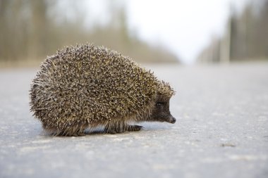 Hedgehog on the road clipart