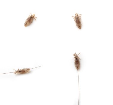 Different lice on a white background clipart