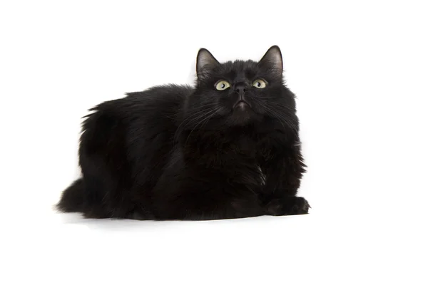 Gatto nero su sfondo bianco — Foto Stock