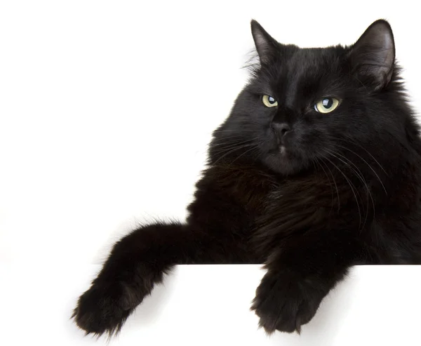 Черный кот на белом фоне — стоковое фото