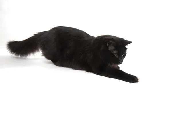 Black cat on a white background — Stock Photo, Image