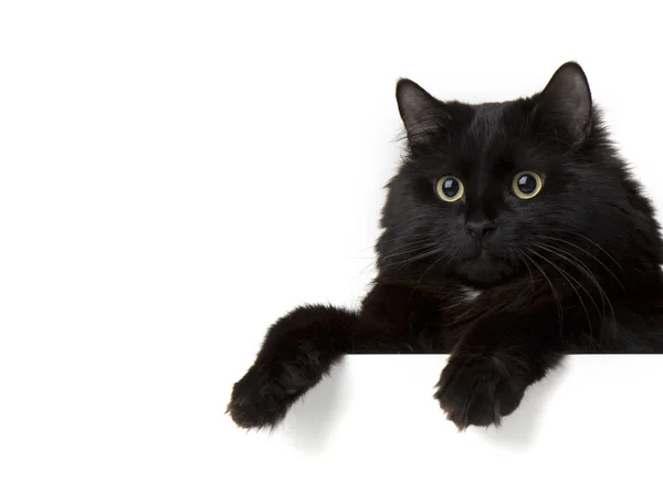 Gato preto em um fundo branco — Fotografia de Stock