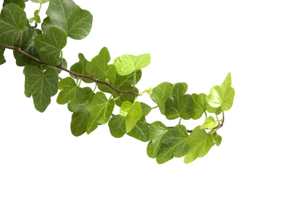 Branch è edera su sfondo bianco — Foto Stock