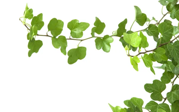 Branch is ivy on a white background — Stock Photo, Image