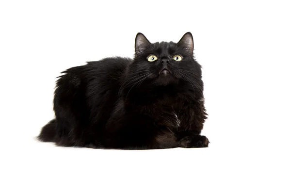 Beyaz arka planda siyah kedi — Stok fotoğraf
