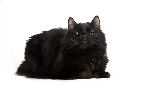 白色背景的黑猫 — 图库照片
