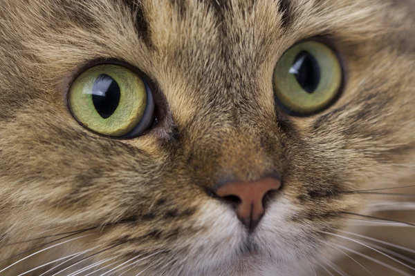 Close-up do gato — Fotografia de Stock
