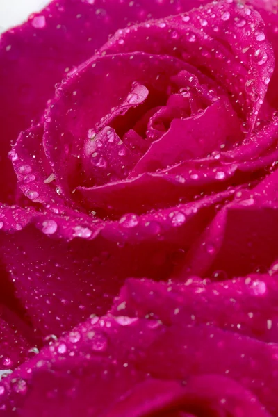 Rosa na água salpicante — Fotografia de Stock