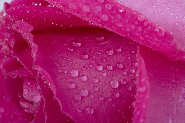 Rose in the splashing water — Stock Photo, Image