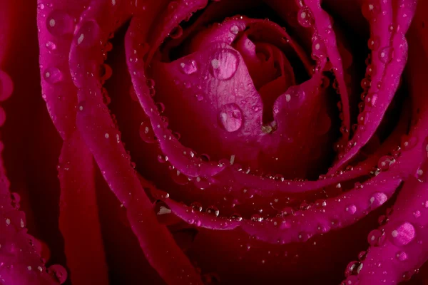 Τριαντάφυλλο στο νερό πιτσίλισμα — Φωτογραφία Αρχείου