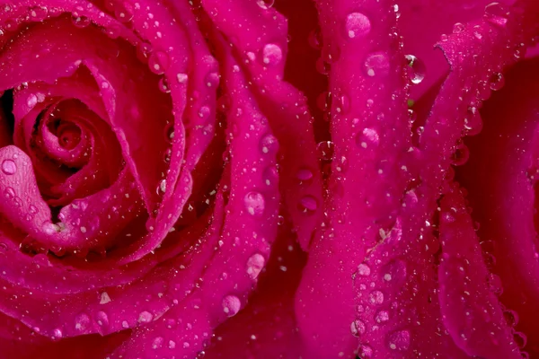 Роза в шпионской воде — стоковое фото