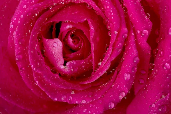 Τριαντάφυλλο στο νερό πιτσίλισμα — Φωτογραφία Αρχείου