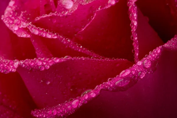 Роза в шпионской воде — стоковое фото