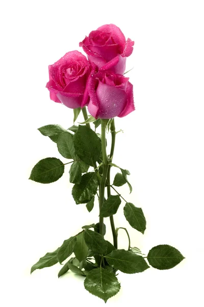 白色背景的一束玫瑰 — 图库照片