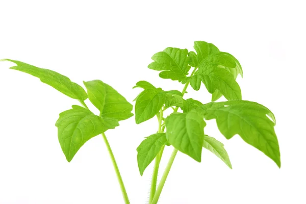 Imagem do germe do verde sobre um fundo branco — Fotografia de Stock