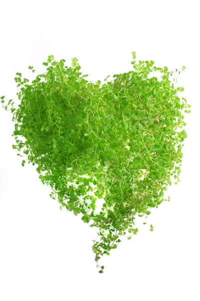 Трава у формі серця — стокове фото