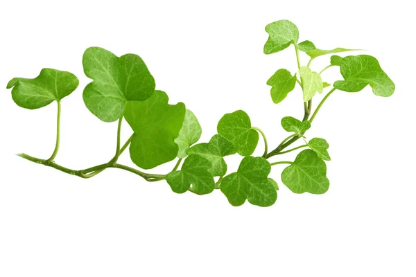 Branch is ivy on a white background — Stock Photo, Image